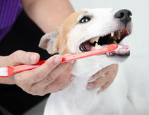 Mobile Dog Dental Care