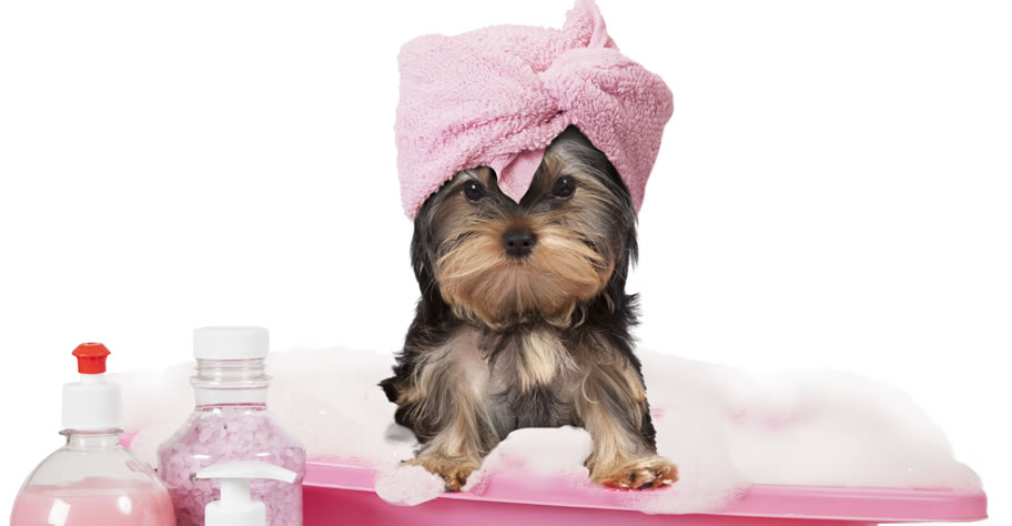 pink paws mobile dog grooming
